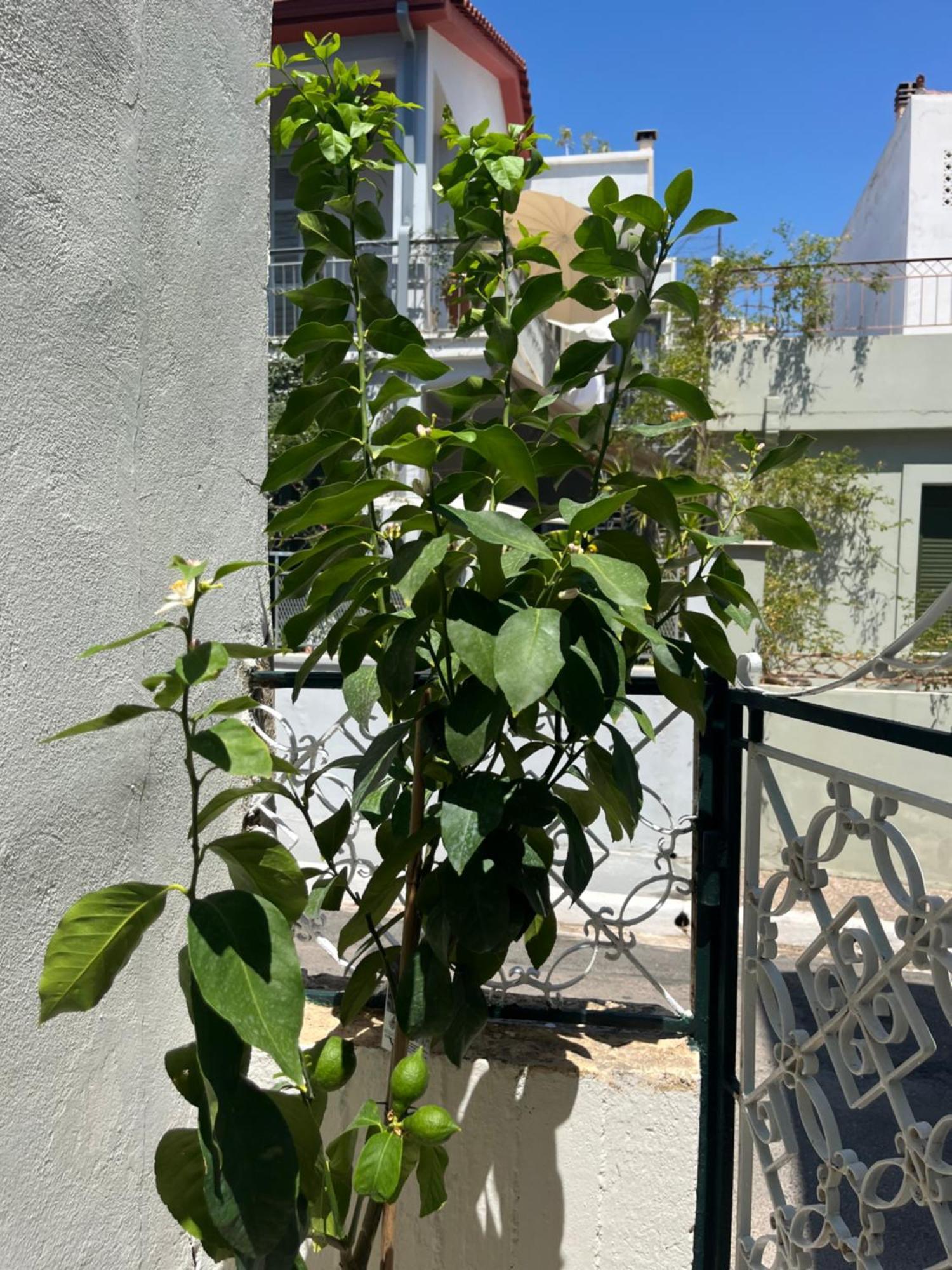 Noa - Designed Garden Studio In The City Center Kalamata Bagian luar foto